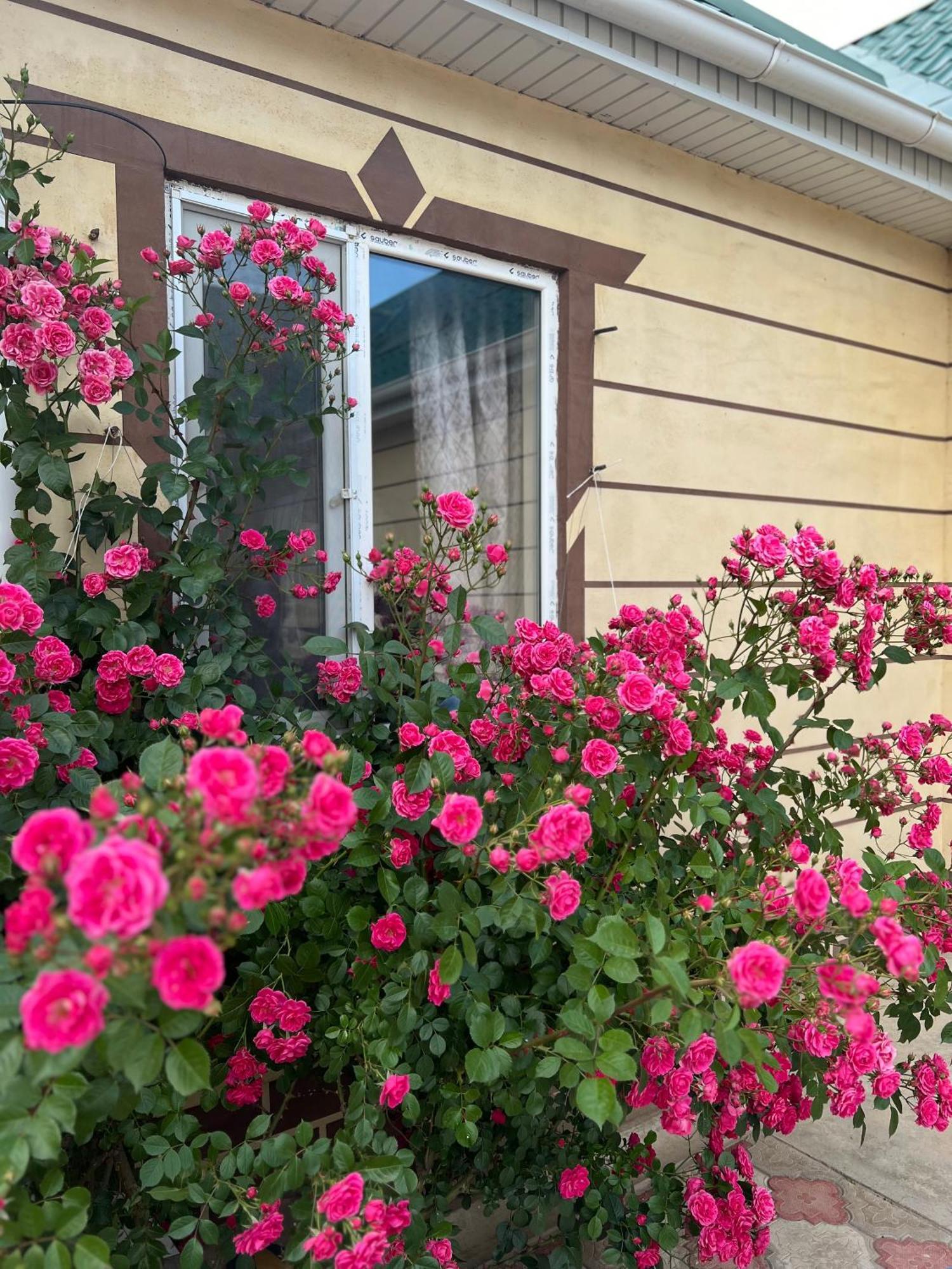 Svetlana Guest House Bokonbayevo 外观 照片